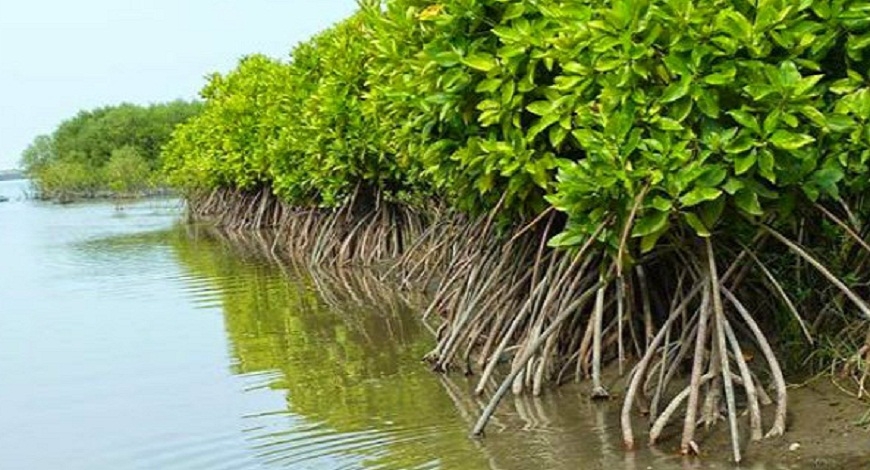 Hutan Mangrove  Pelindung Bencana  yang Terabaikan dan 